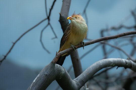 Guira Cuckoo (Guira guira). You can identify it by its distinctive shaggy, orange-buff crest, orange-yellow beak, and long, dark tail. It is a gregarious bird native to open habitats in South America.