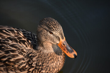 Close Up Look at a Brown Duck with an Orange Bill