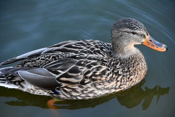 Striking Markings on the Feathers of a Mallard