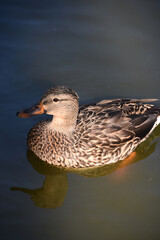 Beautiful Mallard Duck Swimming in a Lake