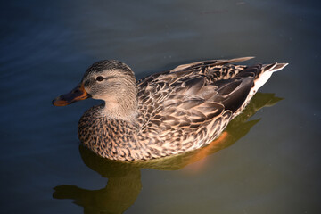 Gorgeous Female Duck Swimming Around in a Pond