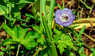Geranium Rozanne, is species of plant in genus Geranium of family Geraniaceae. A bee collects nectar.