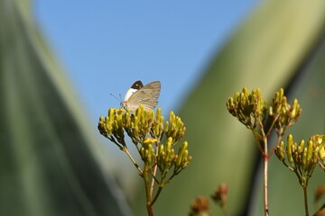 Schmetterlin am Nektar sammeln in Namibia © anni94