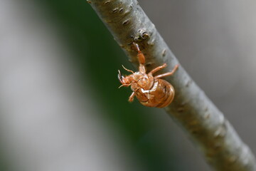 セミの抜け殻
