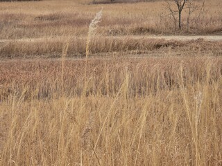 reeds in the wind