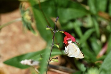 Schmetterlin am Nektar sammeln in Namibia © anni94