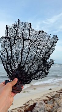 Female hand holds a black sea fan at the sea shore. Gorgonian coral from tropical or subtropical waters. Vertical video.