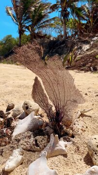 Sea fan stuck among the shells wave in the breeze. Palm trees in the sandy beach at backdrop. Vertical video.
