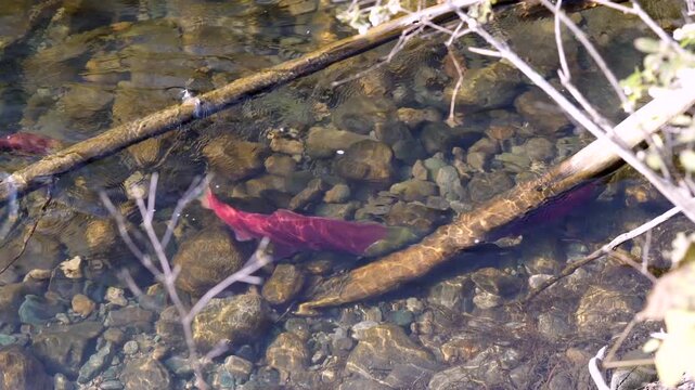 Shallow River Spawning Sockeye Salmon Resting 4K UHD.Sockeye salmon swimming upstream to spawn in the Adams River, British Columbia, Canada. 4K UHD.
