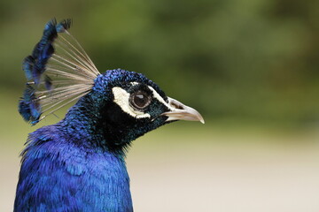 Close-up of peacock head with crest 