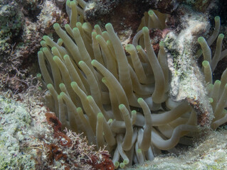 Giant Anemone
