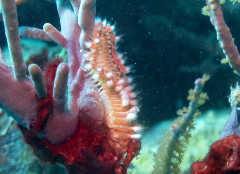 Bearded Fireworm
