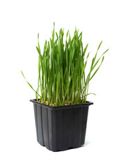 Photo of Wheatgrass Sprouts in Black Pot Isolated on White Background