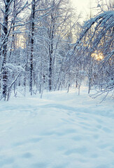 Fototapeta premium Winter forest with pine trees and snow