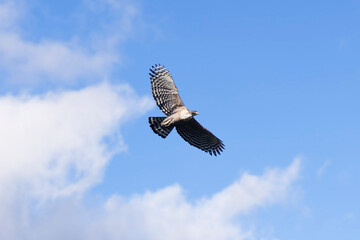 飛翔するクマタカ