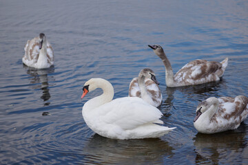 Swan family on the lake. White and grey young swans. swan protects his children