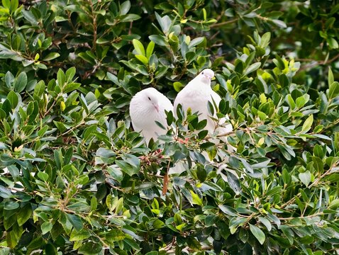 Peaceful bird sanctuary, Pair of white doves protected by dense leaves exuding serenity and comfort