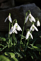 Obraz premium The first spring flowers, snowdrops, blooming in the wild.