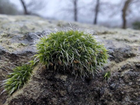 Grey-cushioned Grimmia moss (Grimmia pulvinata)