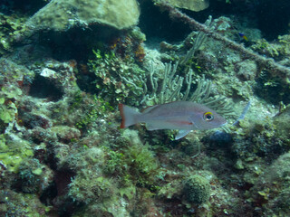 Fototapeta premium Mahogany Snapper