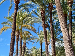 Fototapeta premium Bright sunlight illuminates swaying palm fronds, Exultant atmosphere with greenery and open blue sky