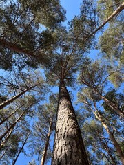 Fototapeta premium Pine Trees in a Park, View from Below