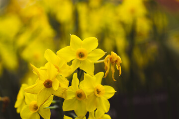 Fototapeta premium Bright yellow spring flowers in natural light with shallow depth of field. Floral blossoms against a blurred background create a fresh, vibrant, seasonal mood. The nature in April, renewal and growth.