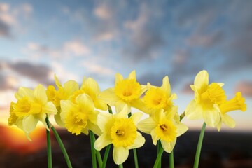 Obraz premium Beautiful spring meadow with fresh flowers