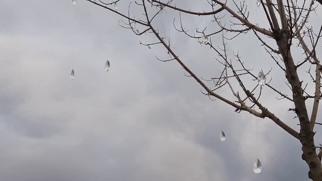 Shining transparent crystal decorations hang on leafless branches in cold winter atmosphere