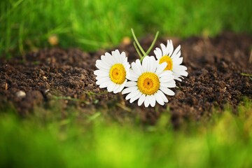 Obraz premium Fresh green grass with flowers scattered