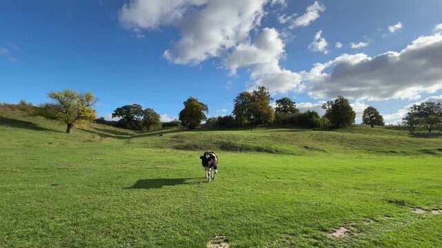 Black and white cow grazing in the green meadow, sky. Free-range cattle on farmland pasture. Production of organic dairy products. Milk cow feeding on green farm grassland. Farming. Animal husbandry