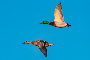 Obraz premium Male and female Mallard in flight in Idaho 0986