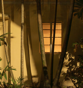 Tropical window with palm tree shadows and warm light at night