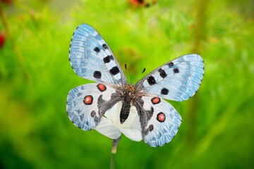 Fototapeta premium The European colourful butterfly on green meadow