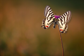 Obraz premium The European colourful butterfly on green meadow