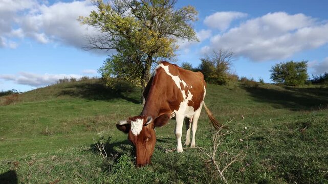 Red and white cow eat grass in the meadow. Free-range cattle grazing on farmland pasture. Production of organic dairy products. Milk cow feeding on green farm grassland. Farming. Animal husbandry
