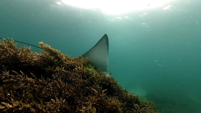 An eagle ray descends over brown algae, then turns smoothly and reveals its very long tail while gliding above the seabed, filmed in a lagoon at Byron Bay, Australia.