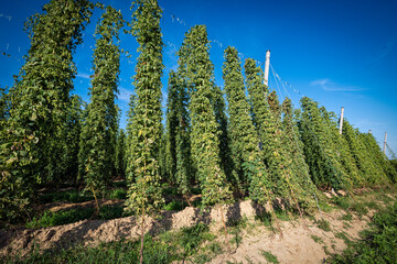 Hop flower in a hop yard ready to harvest at a sunny day with blue sky