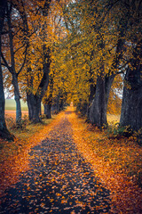 Peaceful empty mesmerizing country road through autumn allee with old oak trees with colorful  leaves