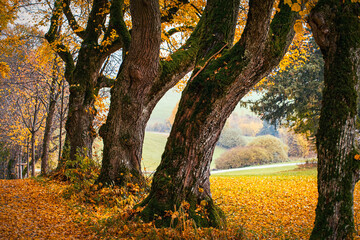 Peaceful empty mesmerizing country road through autumn allee with old oak trees with colorful  leaves