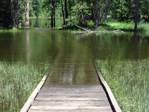 Flooded Walking Path in a Meadow