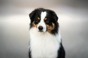 Fototapeta premium Australian shepherd dog tri color