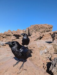 Obraz premium The Raven’s Perch: Wildlife at La Palma’s Summit Observatory st Volcano Caldera Taburiente