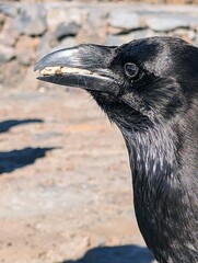 Obraz premium The Raven’s Perch: Wildlife at La Palma’s Summit Observatory st Volcano Caldera Taburiente