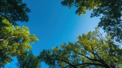 Fototapeta premium Vibrant green foliage against clear blue sky in a scenic tree canopy view.