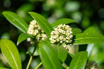 Obraz premium Close up of Kew green skimmia confusa flowers in bloom
