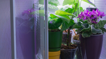 Indoor plants grow under lights in a home greenhouse setup during the evening hours