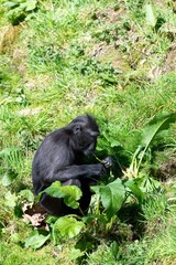 Photo of a Sulewesi crested macaque (macaca nigra) in a zoo