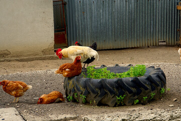 chickens and rooster on a farm  © Sander