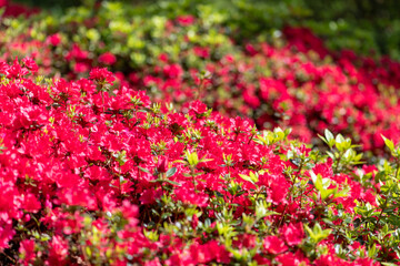 Fototapeta premium Early azalea (rhododendron prinophyllum) flowers in bloom